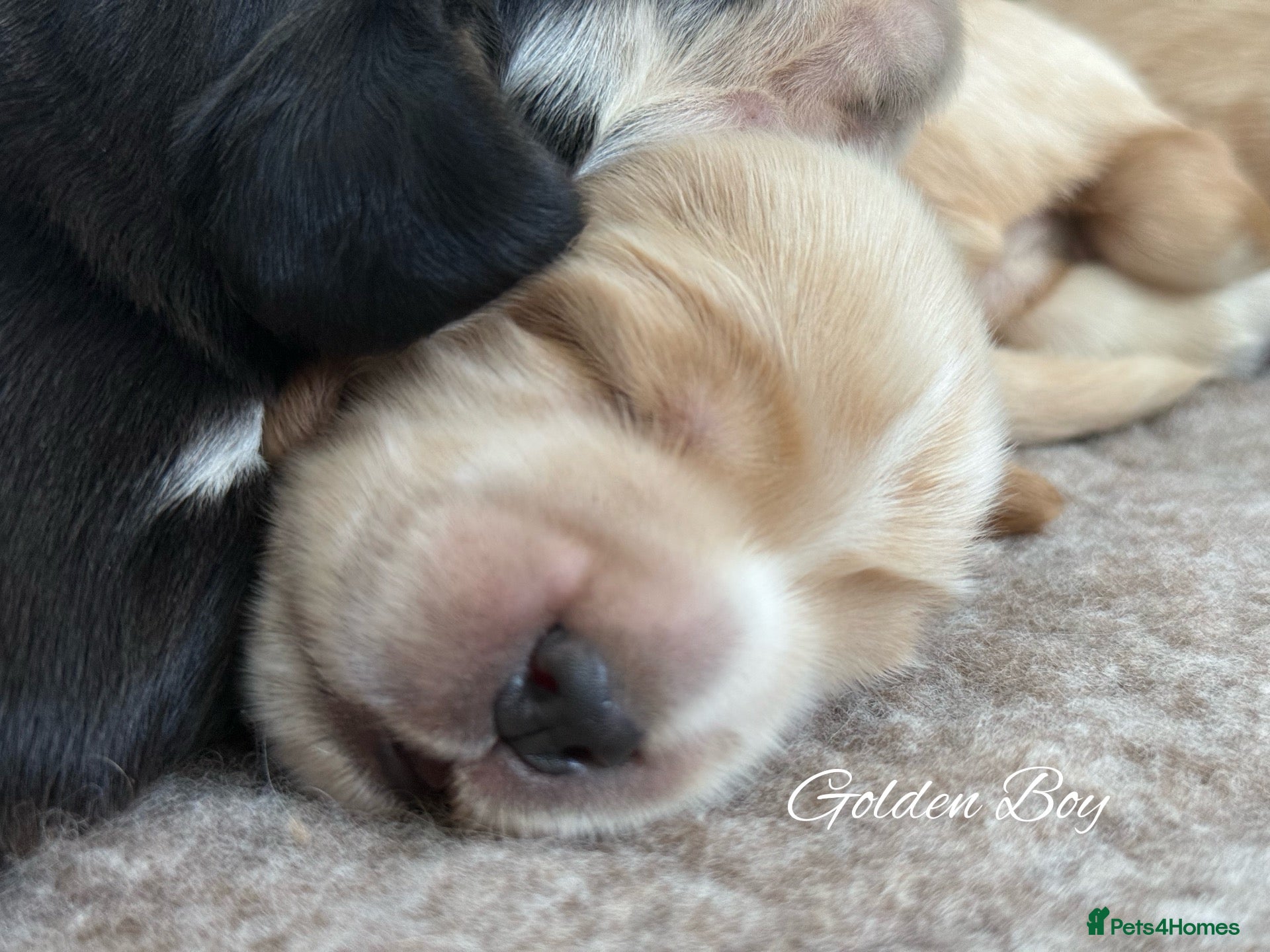 Cocker Spaniel dogs 🤍 KC Show Cocker Spaniels 🤍 - Advert 2