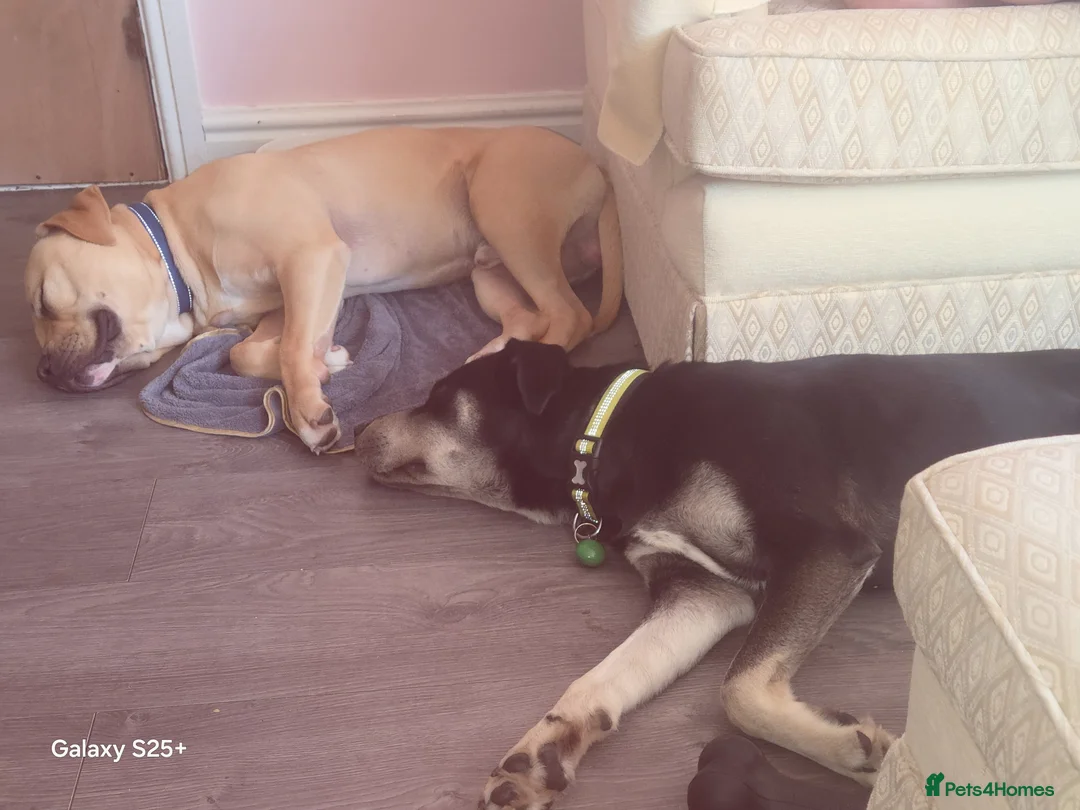 Mixed Breed dogs for sale: Male Zeus - Advert 2