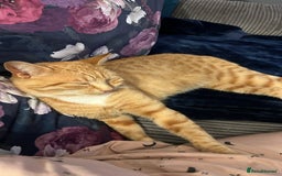 Mixed Breed cats for sale: Male ginger cat  - Image 4