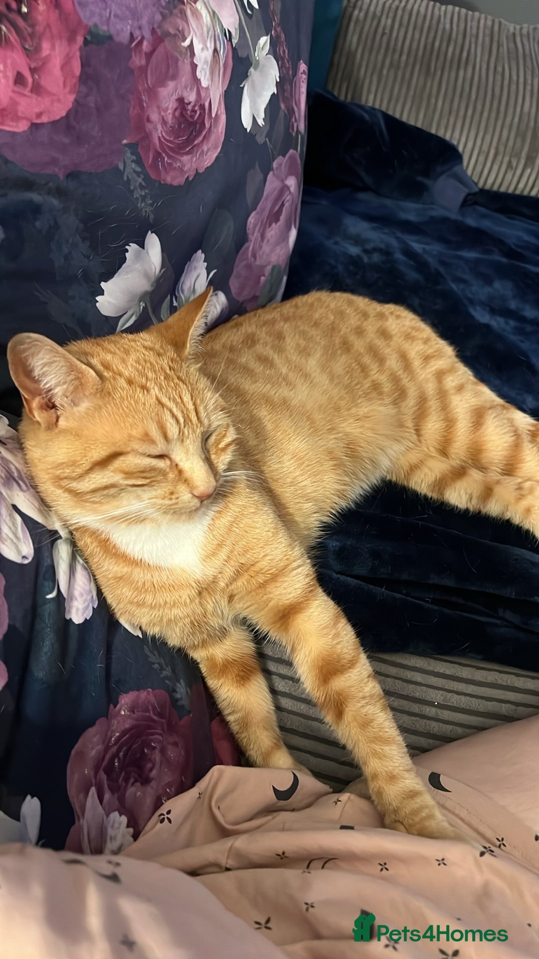 Mixed Breed cats for sale: Male ginger cat  - Image 4
