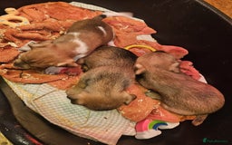 Mixed Breed dogs for sale: Border terrier x jack Russell  - Image 5