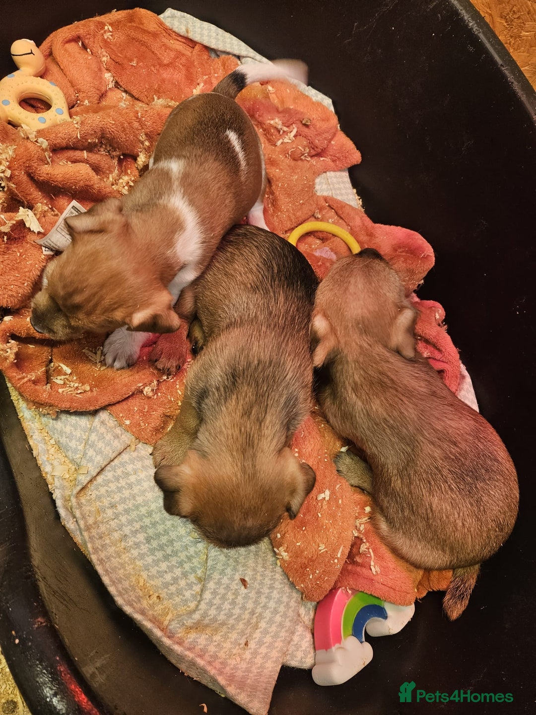 Mixed Breed dogs for sale: Border terrier x jack Russell  - Image 5