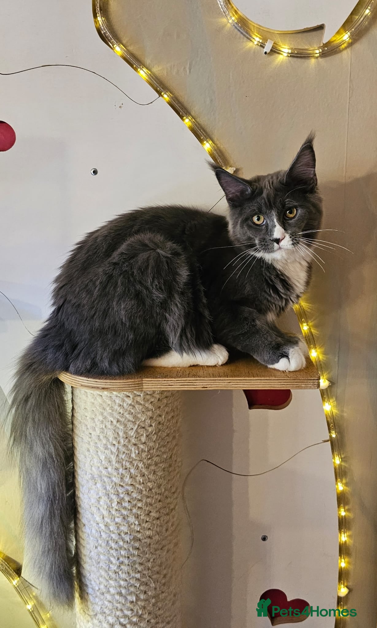 Maine Coon cats BLUE AND WHITE Maine Coons **last one left** - Advert 14