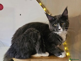 Maine Coon cats BLUE AND WHITE Maine Coons **last one left** - Advert 1