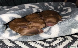 Cockapoo dogs for sale: f1b tiny cockapoo puppies - Image 8
