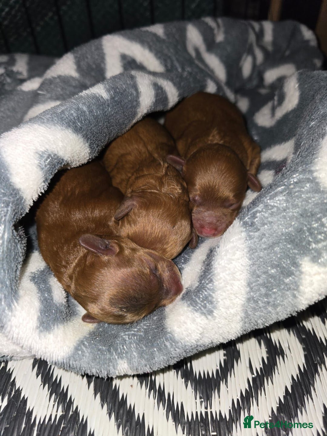 Cockapoo dogs for sale: f1b tiny cockapoo puppies - Image 8
