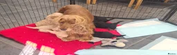 Cockapoo dogs for sale: **Beautiful F1 Cockapoos** - Advert 4