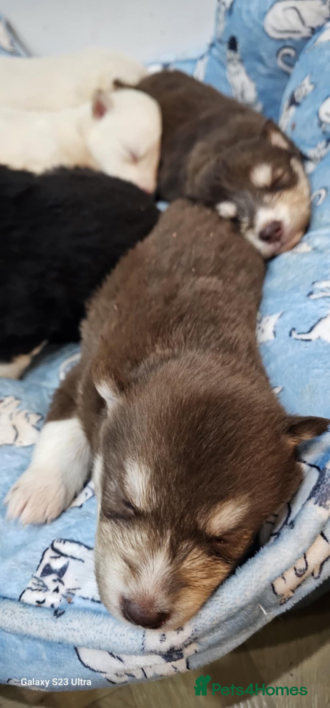 Siberian Husky dogs for sale: Wooly Siberian huskies - all Blue Eyes - Advert 9