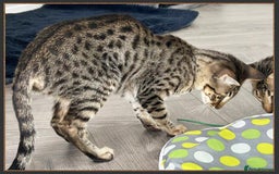 Savannah cats for sale: Dramatically reduced and ready F5 SBT Savannahs in Bingley - Image 23