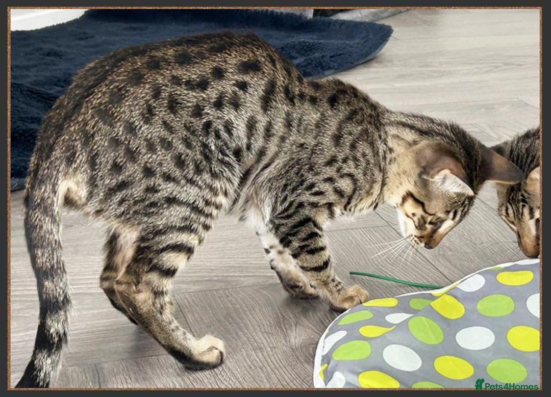 Savannah cats for sale: Dramatically reduced and ready F5 SBT Savannahs in Bingley - Image 23