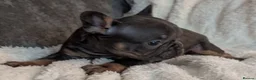 French Bulldog dogs for sale: Beautiful French Bulldogs in Barnsley - Advert 19