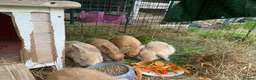 Mini Lop rabbits for sale: Beautiful mini-lop baby rabbits in South Croydon - Advert 3