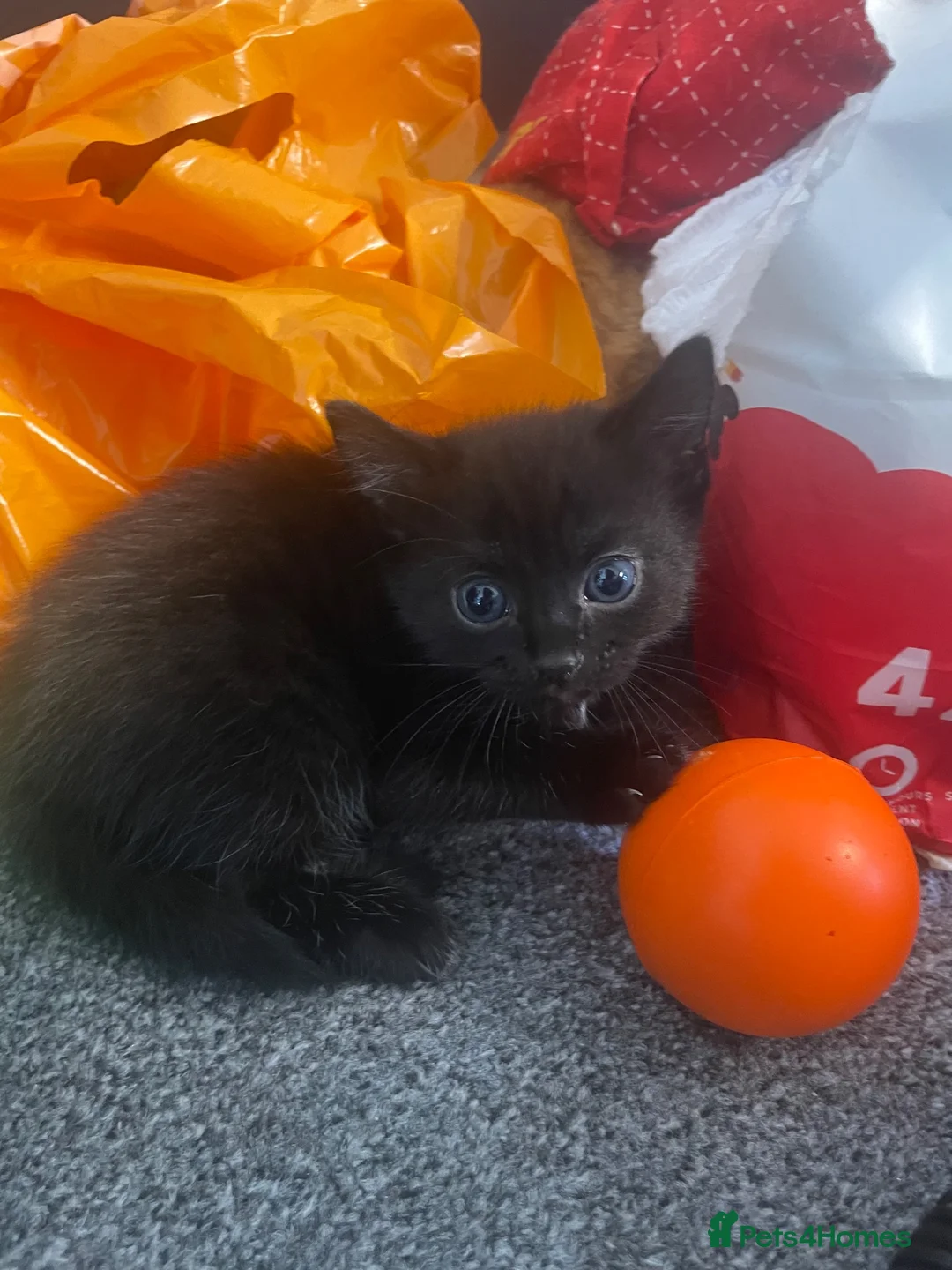 Mixed Breed cats for sale: 2 Boys and one Girl available for a new home!  - Advert 7