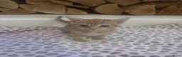 Mixed Breed cats for sale: Ginger little boy kittens 💕 - Advert 4