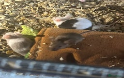 Mouse rodents for sale: Mice Babies (Hand Friendly) in Crewe - Image 2