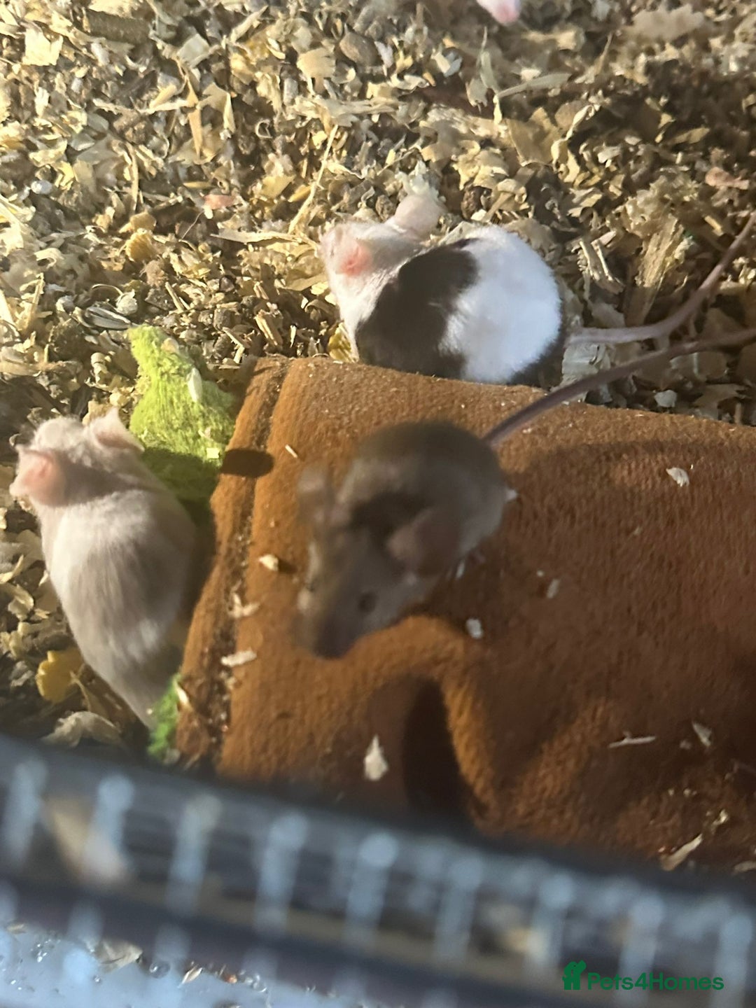 Mouse rodents for sale: Mice Babies (Hand Friendly) in Crewe - Image 2