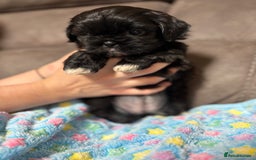 Shih Tzu dogs for sale: Beautiful Shih Tzu Puppies Mixed Litter - Advert 5