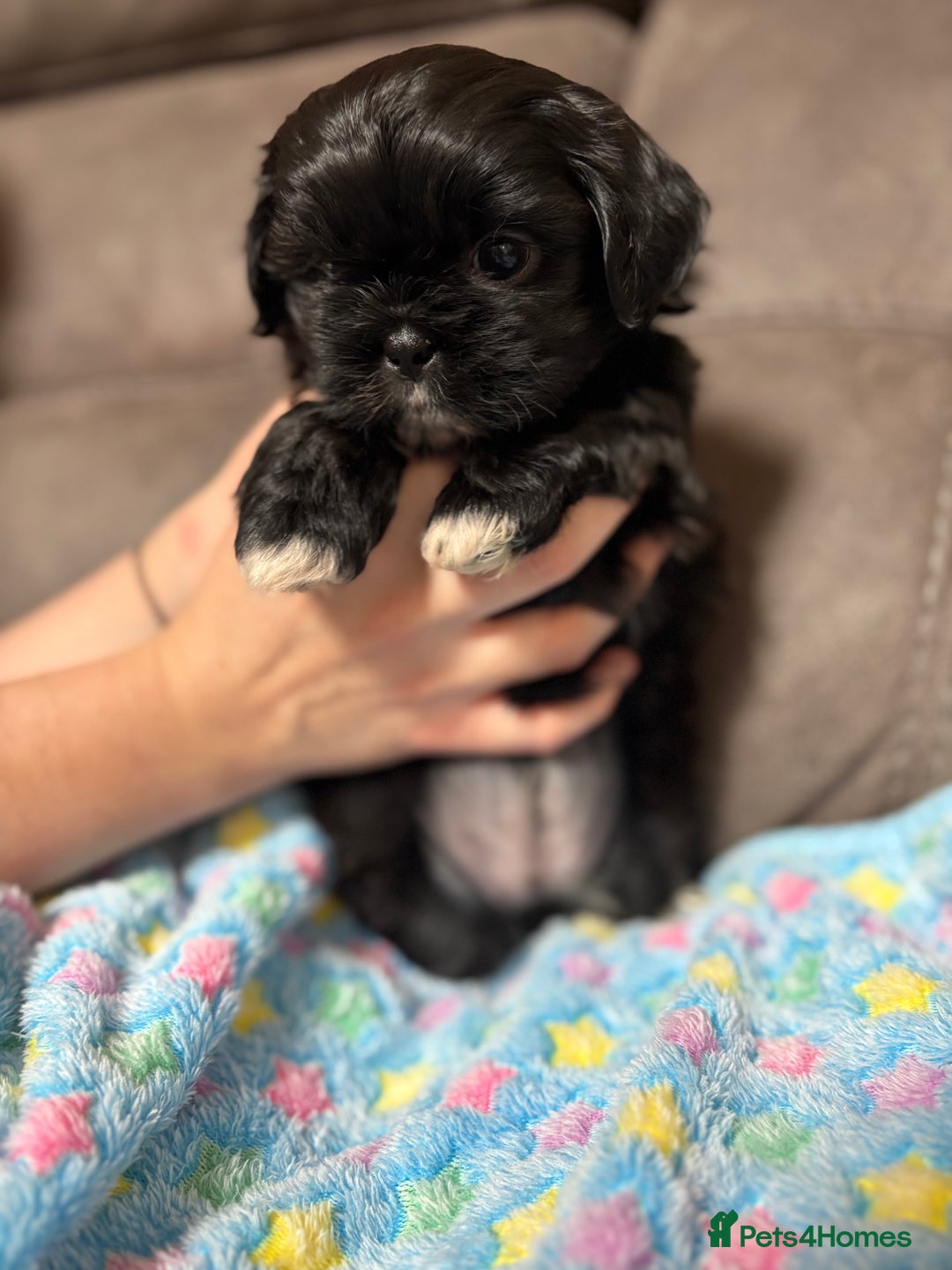 Shih Tzu dogs for sale: Beautiful Shih Tzu Puppies Mixed Litter - Advert 5