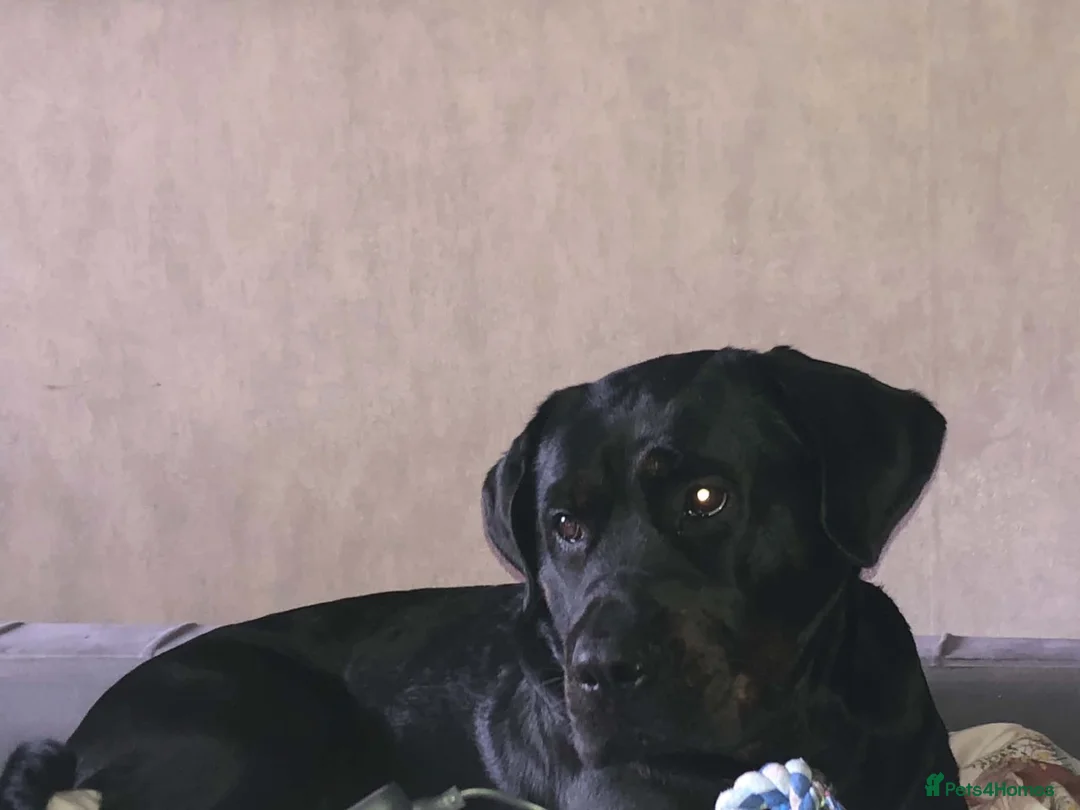 Mixed Breed dogs for sale: Rottweilerx puppy’s - Advert 1