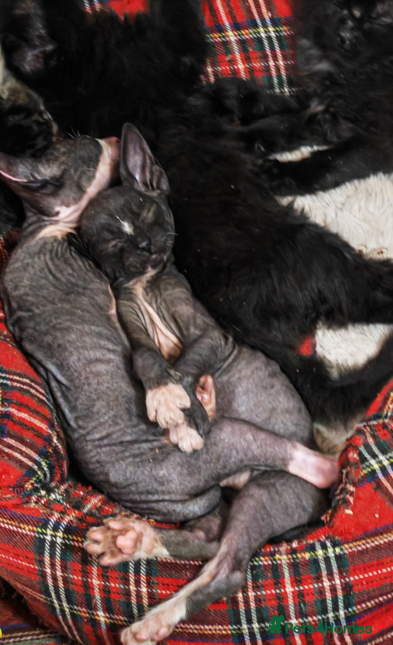 Mixed Breed cats 1 girl left  - Advert 8