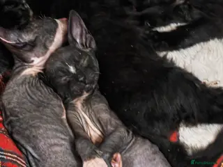 Mixed Breed cats 1 girl left - Advert 8