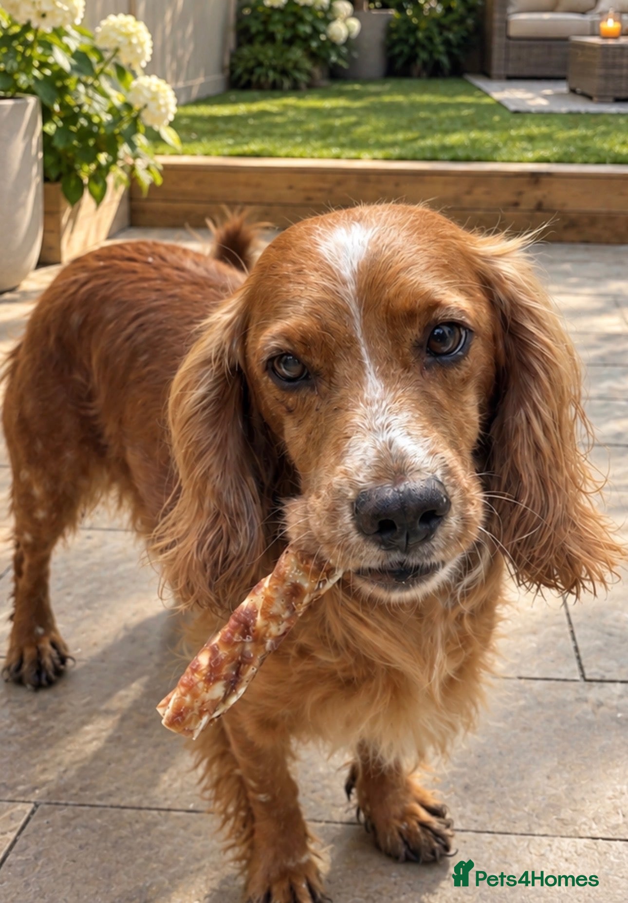 Cockapoo dogs F1 Beautiful cockapoo puppies 🐶  - Advert 2