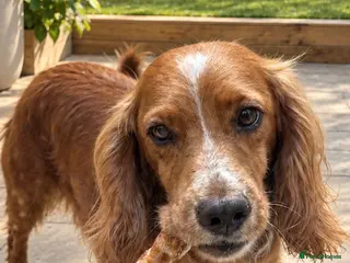 Cockapoo dogs F1 Beautiful cockapoo puppies 🐶 - Advert 1