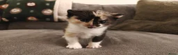 Mixed Breed cats for sale: 1x Longhair Ginger 3x Calico Tricolour Kittens! - Advert 17