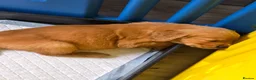 Golden Retriever dogs for sale: Stunning dark Golden retriever puppies in Boston - Advert 5