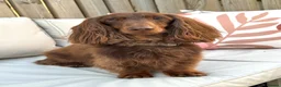 Miniature Dachshund dogs for sale: Miniature Dachshund looking for new home - Advert 1