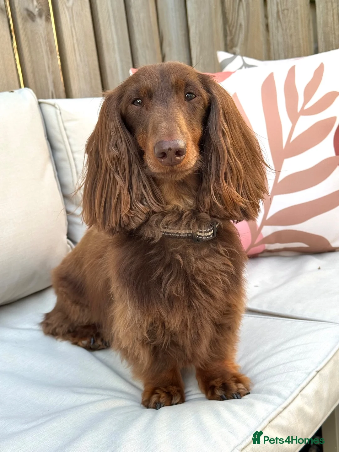 Miniature Dachshund dogs for sale: Miniature Dachshund looking for new home - Advert 1