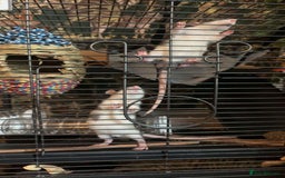 Rat rodents for sale: 4 Fancy Rats, 3 story cage and accessories  - Image 3
