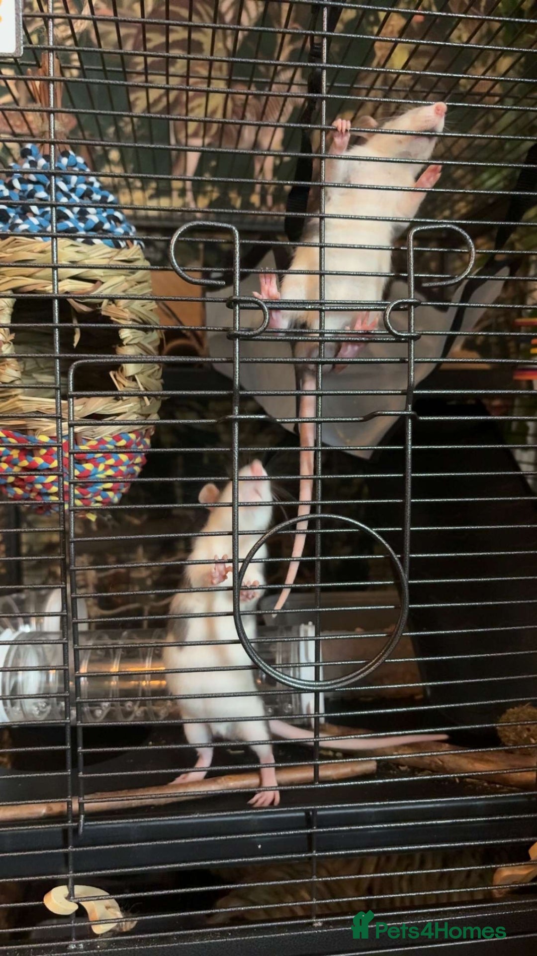 Rat rodents for sale: 4 Fancy Rats, 3 story cage and accessories  - Image 3