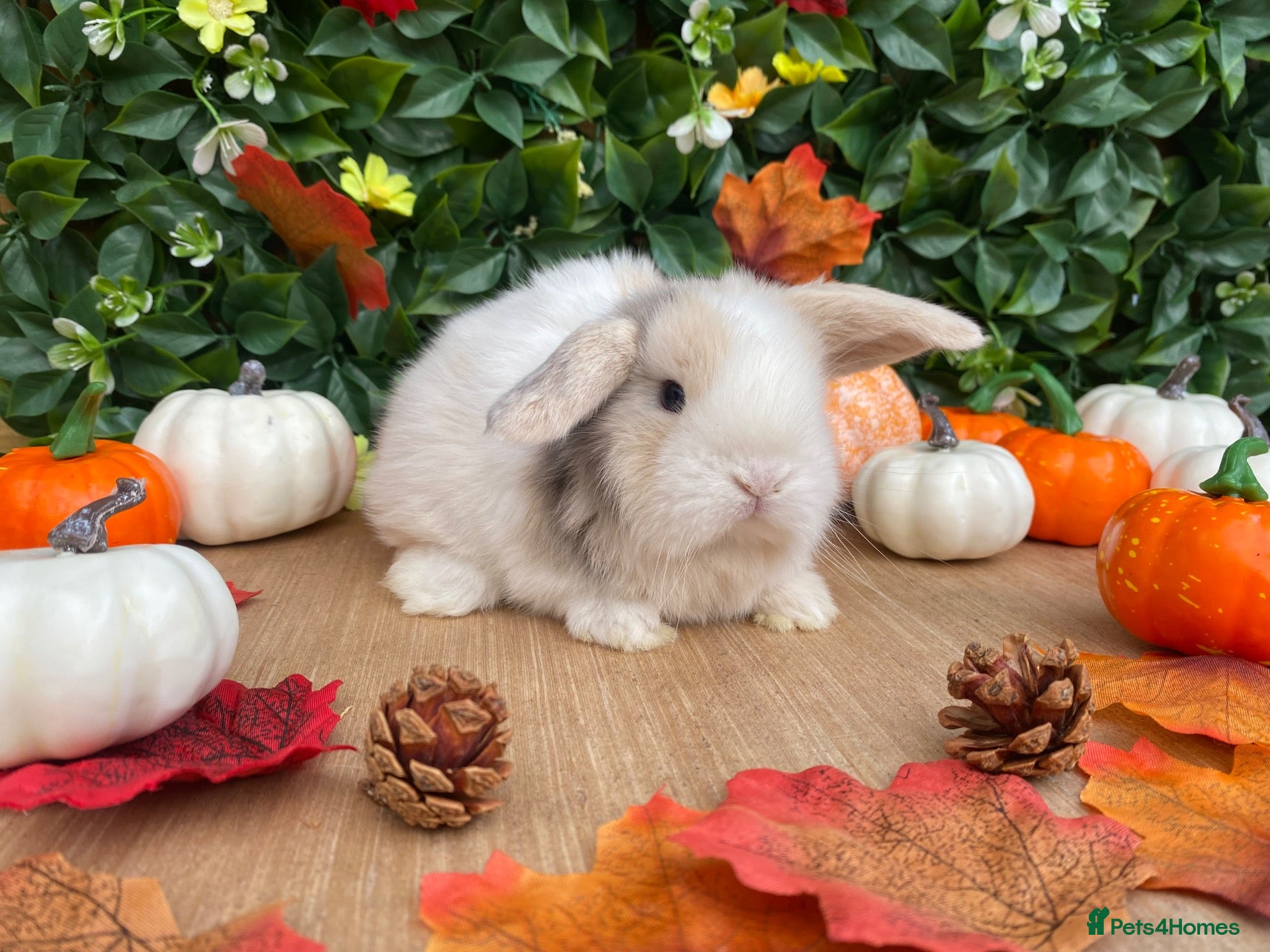 Mini Lop rabbits Mini lops Est since 2014  🩷 - Advert 1