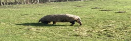 Pig livestock for sale: Three Much-Loved Kunekune Pigs Seeking a New Home - Advert 7