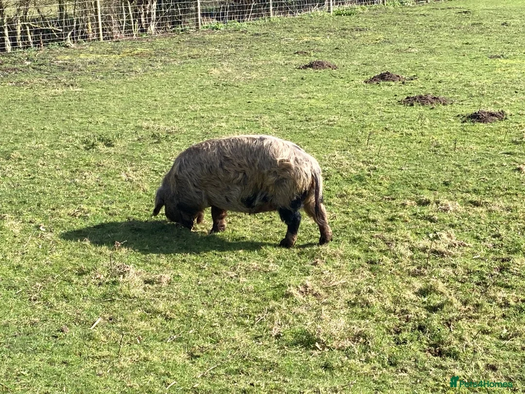 Pig livestock for sale: Three Much-Loved Kunekune Pigs Seeking a New Home - Advert 7