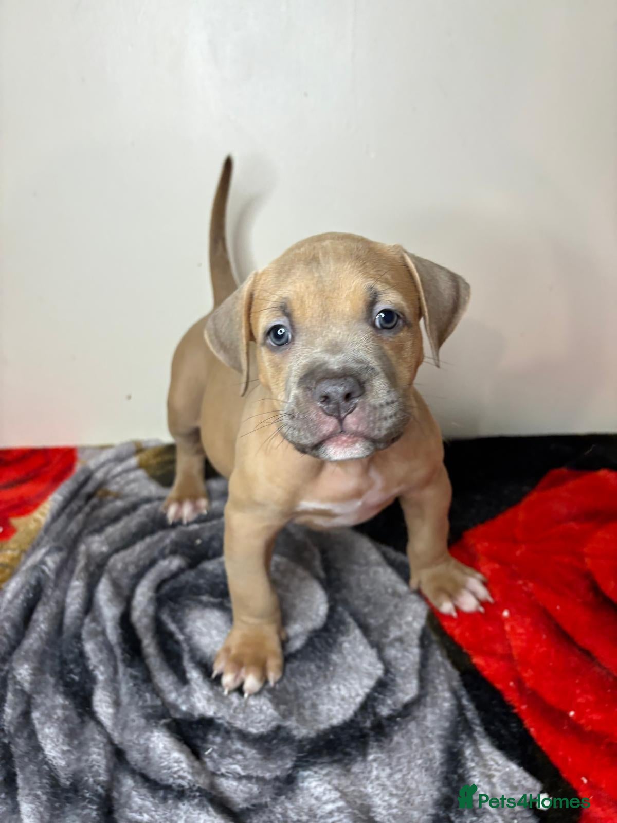 American Bully dogs Quality Pocket bullies ready for forever homes - Advert 20