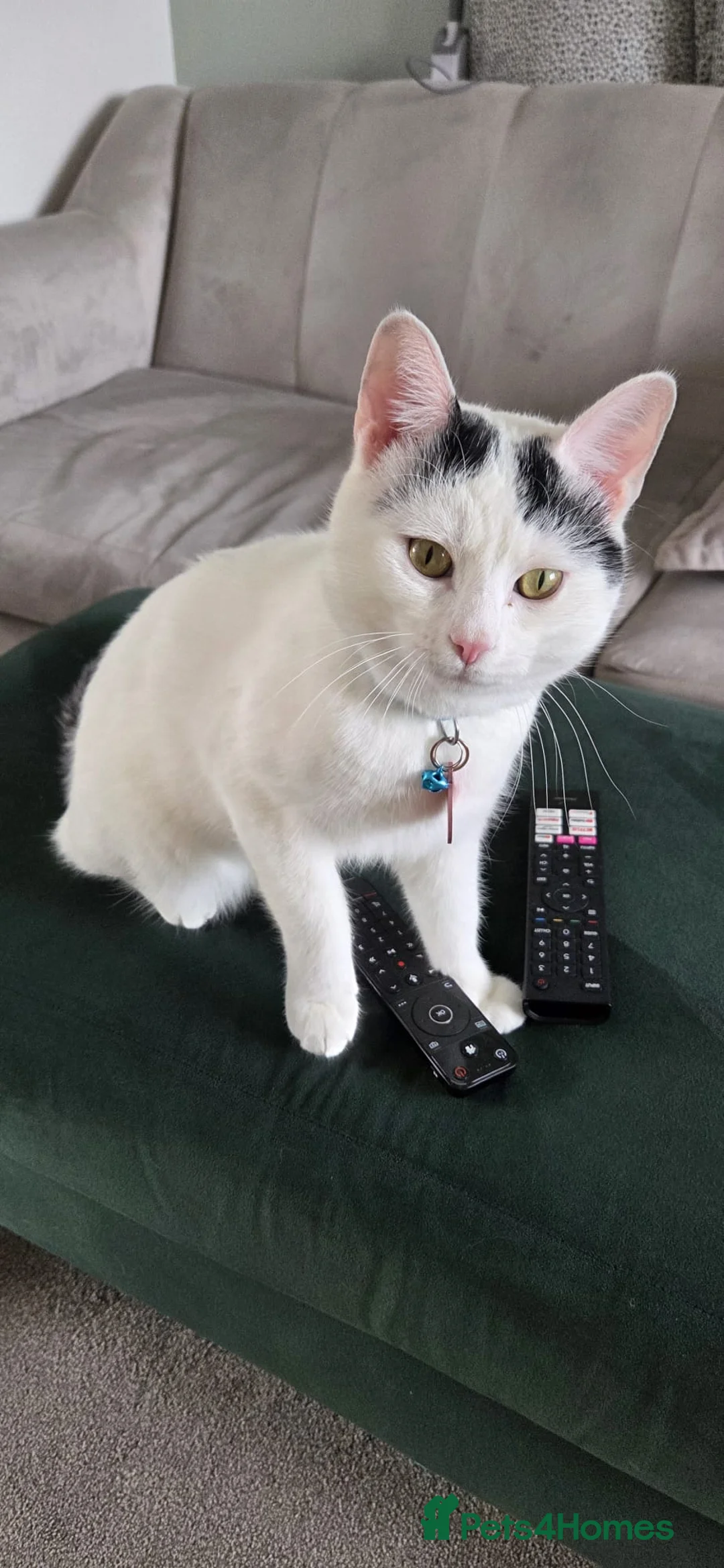 Mixed Breed cats for sale: 1 year old male kitten for sale  - Advert 1