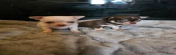 Chihuahua dogs for sale: Pedigree club registered chihuahua puppies - Advert 3