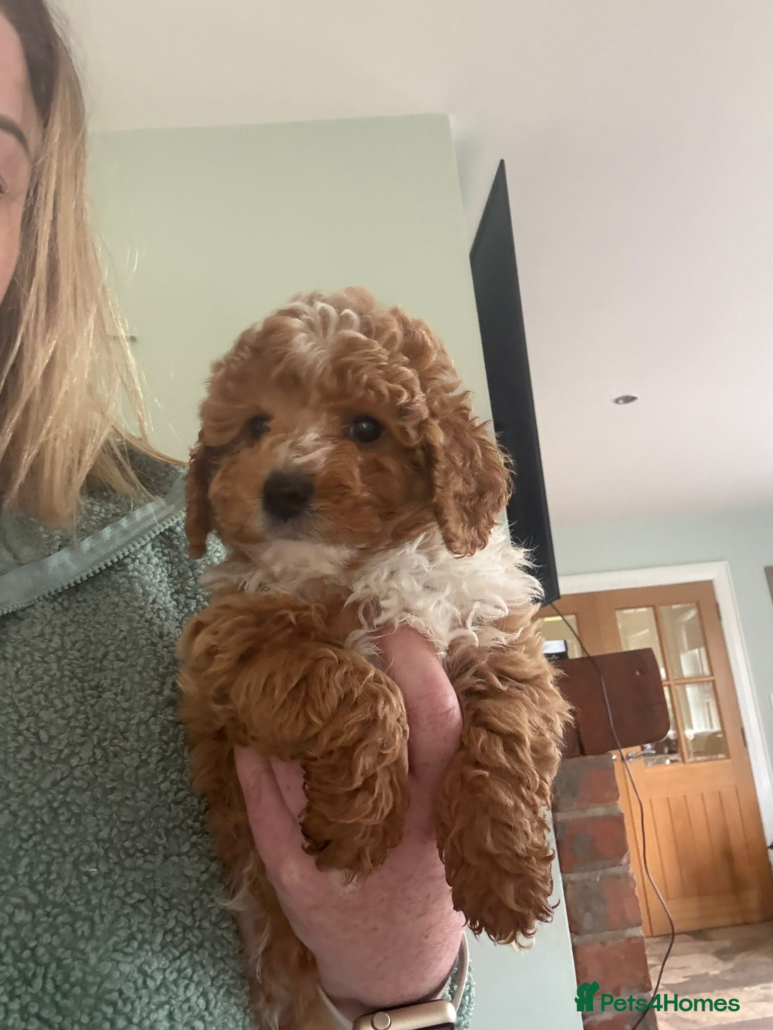 Cavapoo dogs Toy Cavapoo Puppies F1b (hypoallergenic) - Advert 1