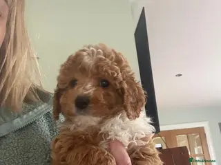 Cavapoo dogs Toy Cavapoo Puppies F1b (hypoallergenic) - Advert 3