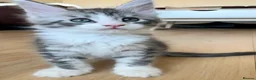 Maine Coon cats for sale: ⭐️⭐️GCCF Registered ⭐️⭐️ - Advert 3