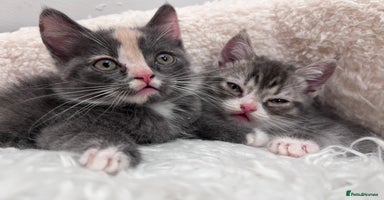 Persian cats - Advert 14