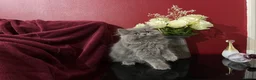 Persian cats for sale: Ready 8th. Fully vacs. Stunning blue Persian girl  - Advert 11