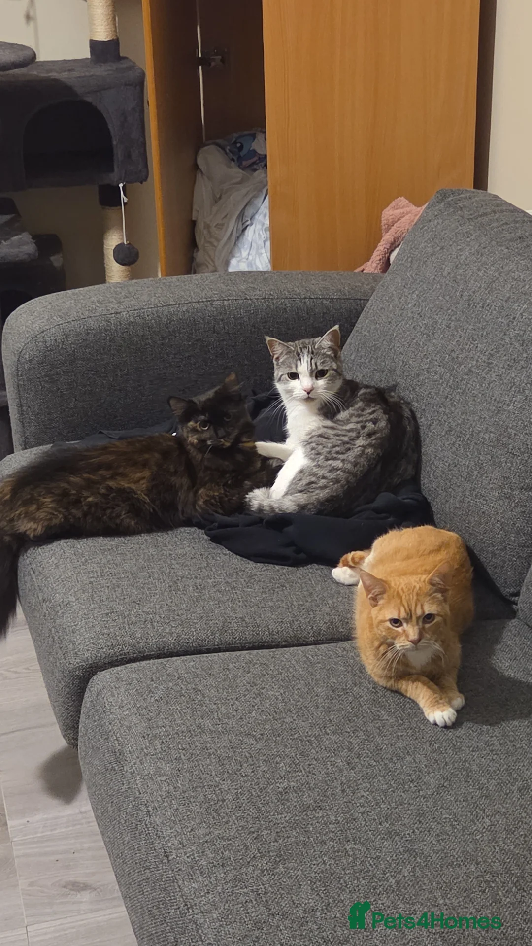 British Shorthair cats for sale: A adorable little orange baby named wotsit - Advert 2