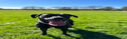 Mixed Breed dogs for sale: Luna looking for a new home in Blackpool - Advert 1