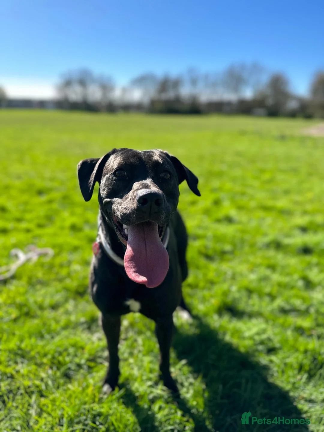 Mixed Breed dogs for sale: Luna looking for a new home in Blackpool - Advert 1