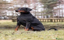 Dobermann dogs for stud: European Doberman Stud For Sale🩸 - Image 5