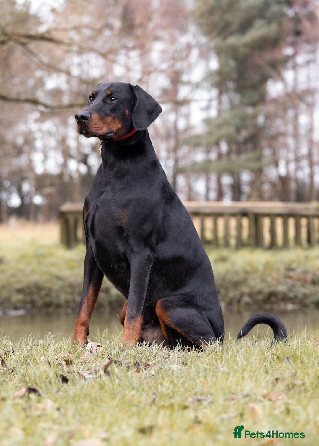 Dobermann dogs for stud: European Doberman Stud For Sale🩸 - Image 5
