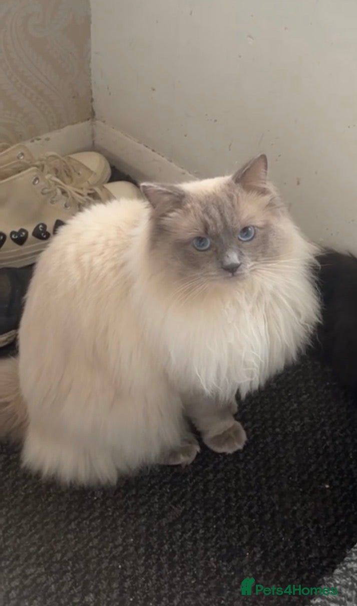 Ragdoll cats Ragdoll/persian mix - Advert 2